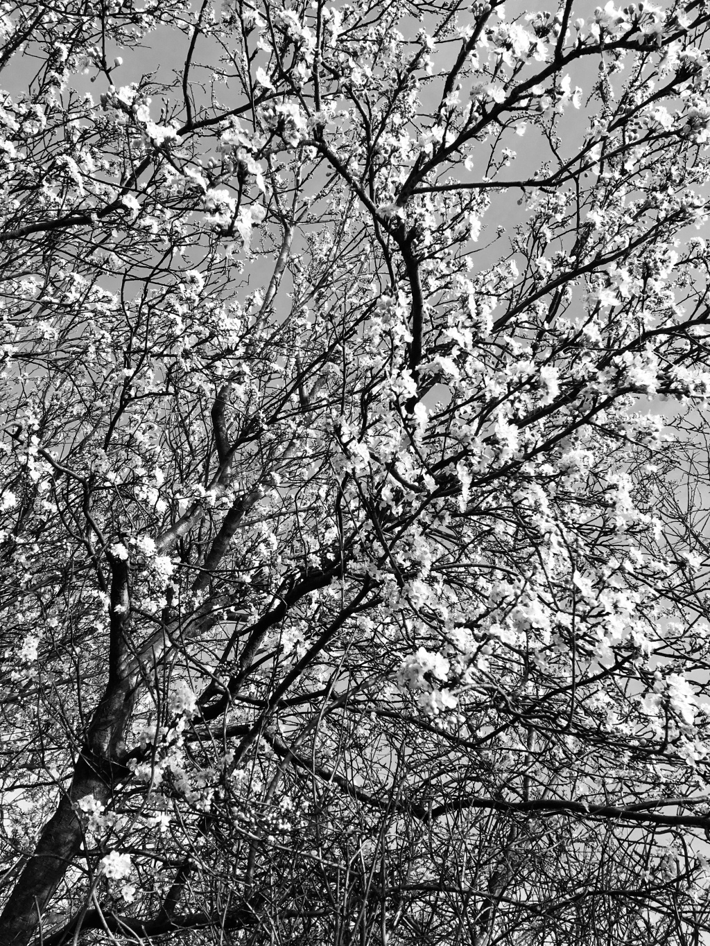 black and white photo of spring flowers on a tree
