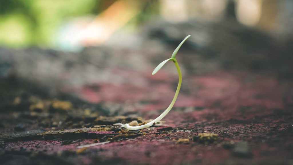 Hope And The Seeds Of Life