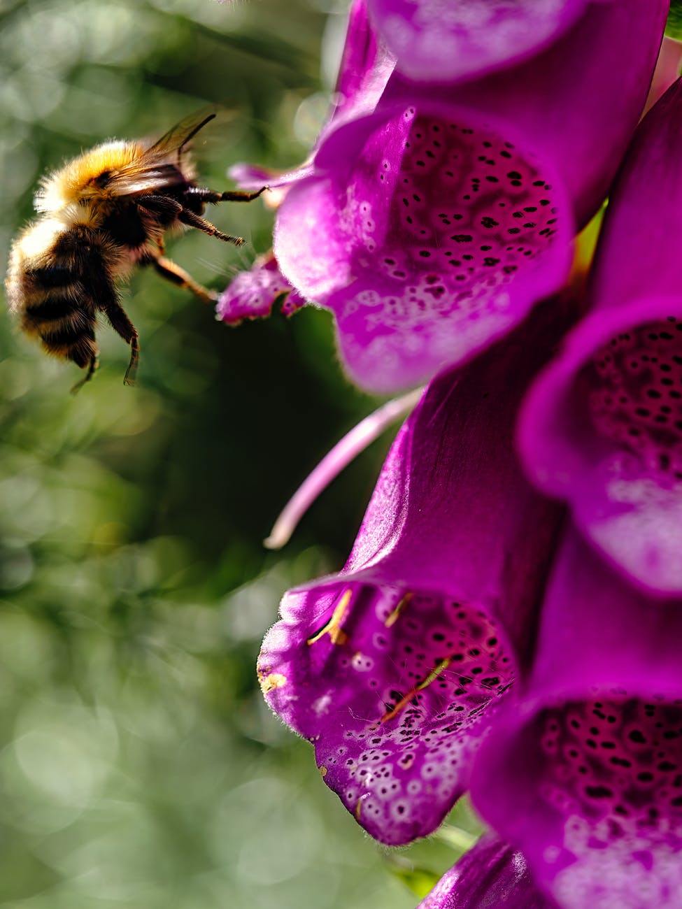 a bee near purple foxglove flowers