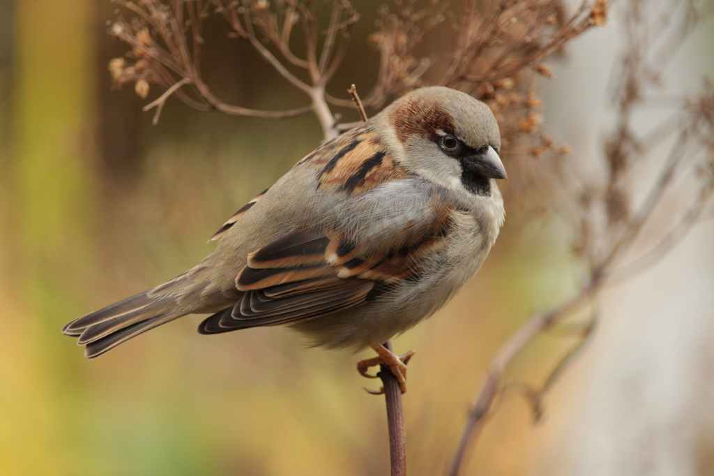 sparrow bird close up photography