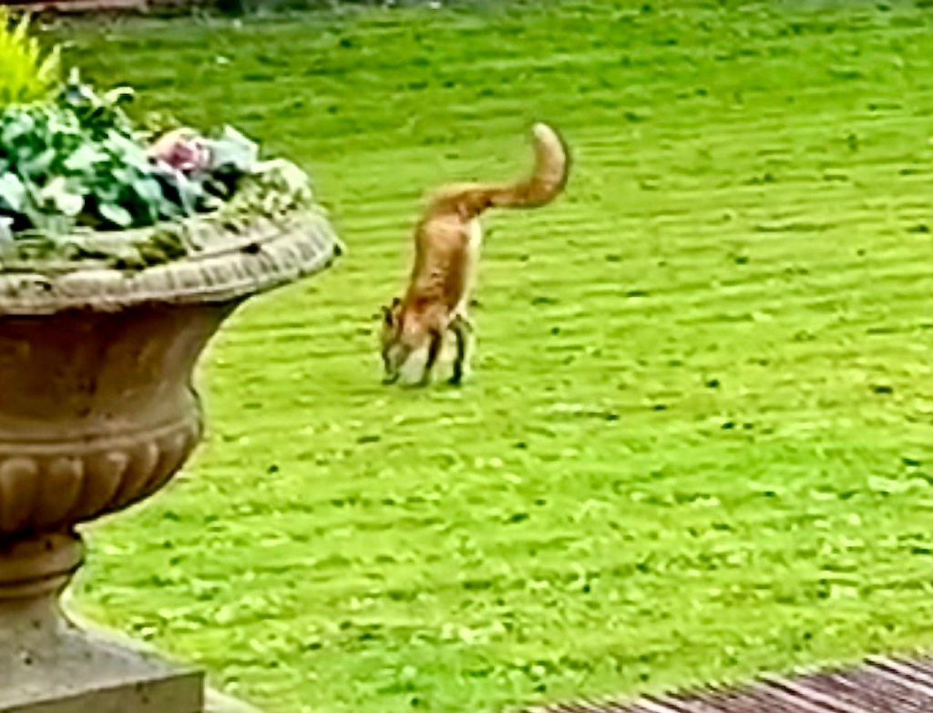 a two legged fox on a lawn