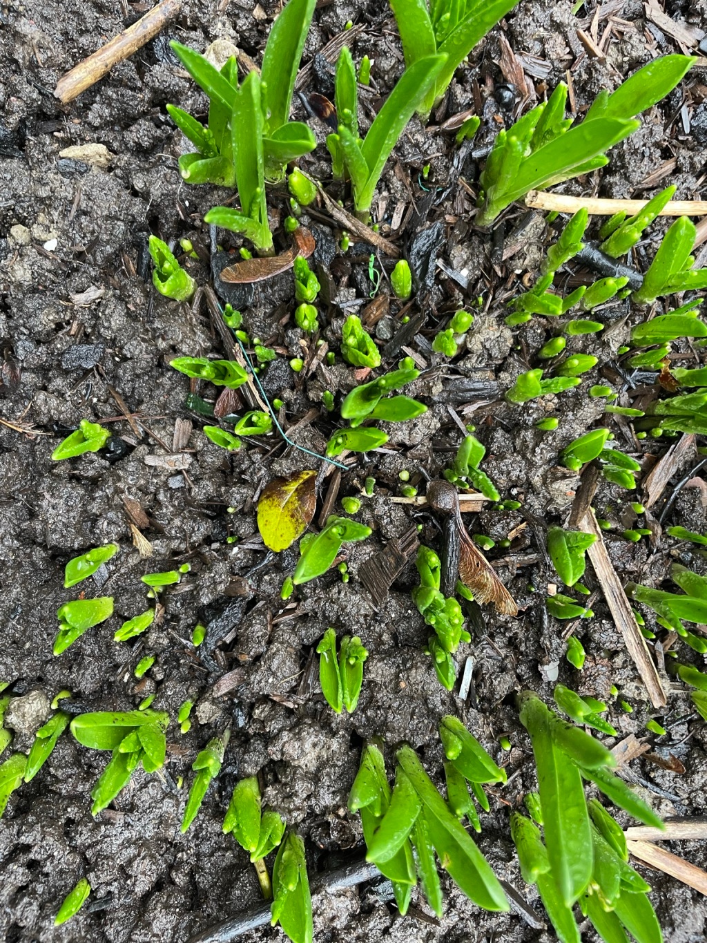 green shoots in winter soil