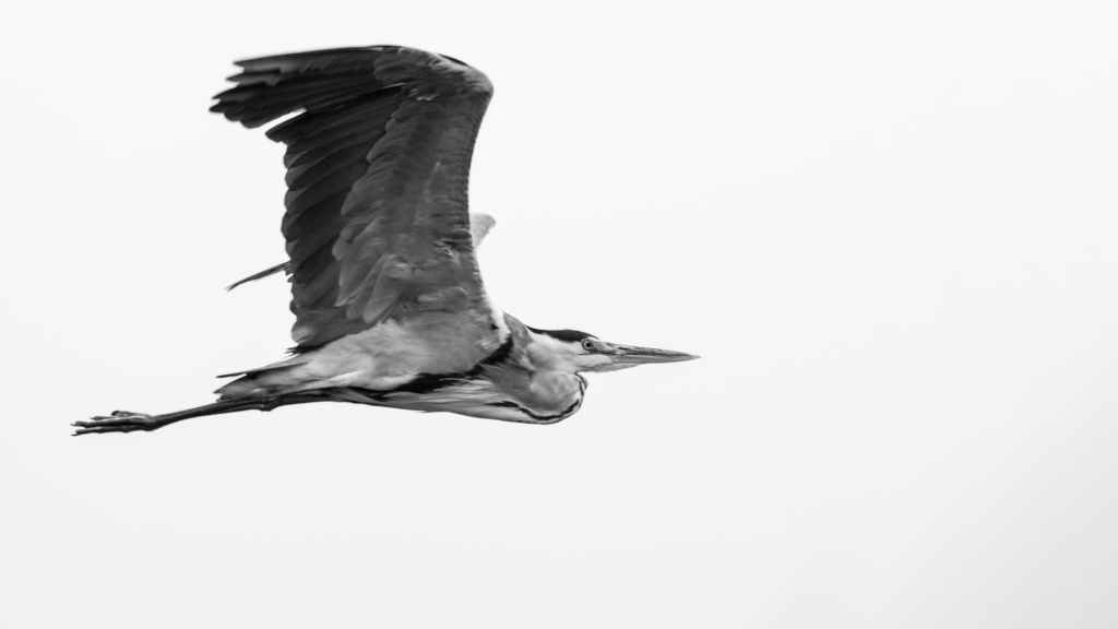 a grey heron in flight