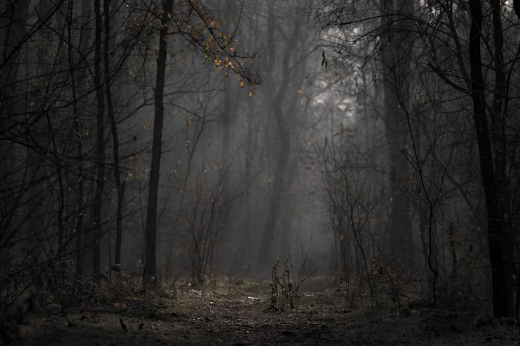 landscape photo of a dark forest