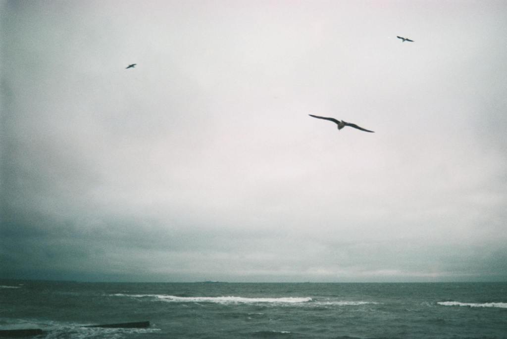 three seagulls flying above the sea