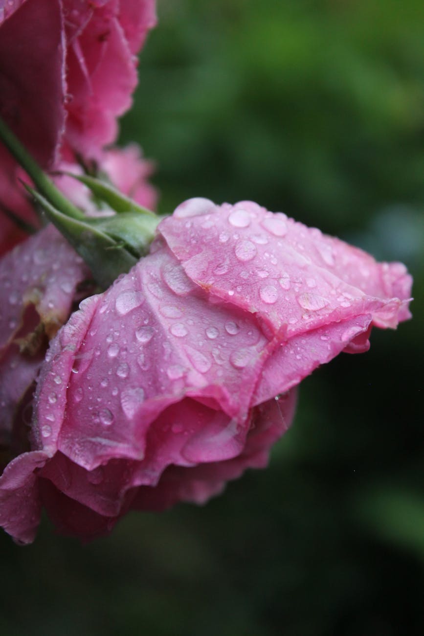 pink roses with raindrops